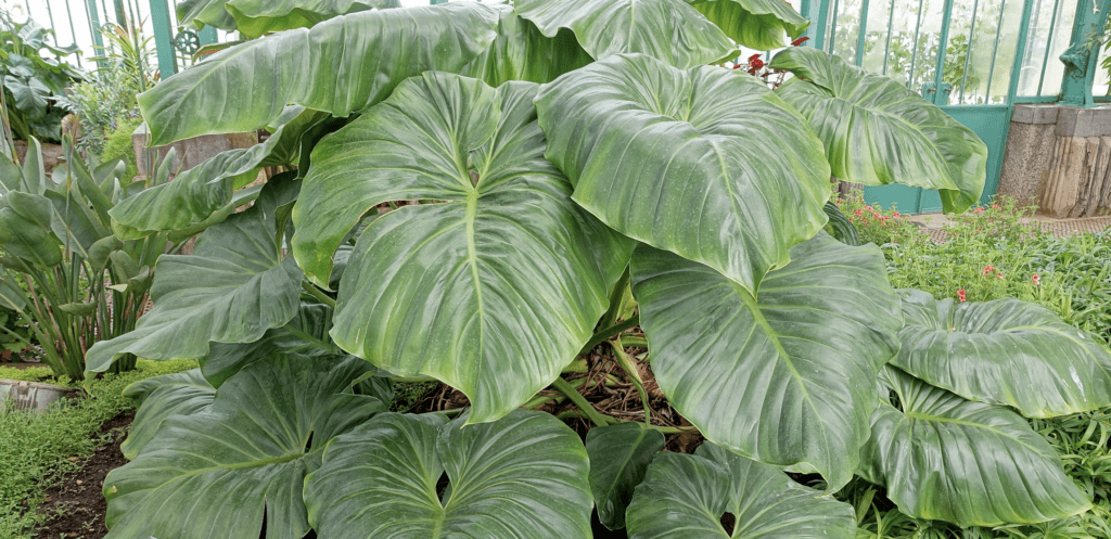 Philodendron